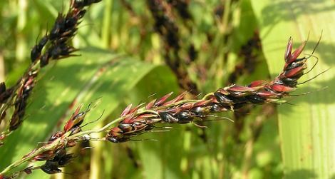 Sweet sorghum may be grown for biofuel