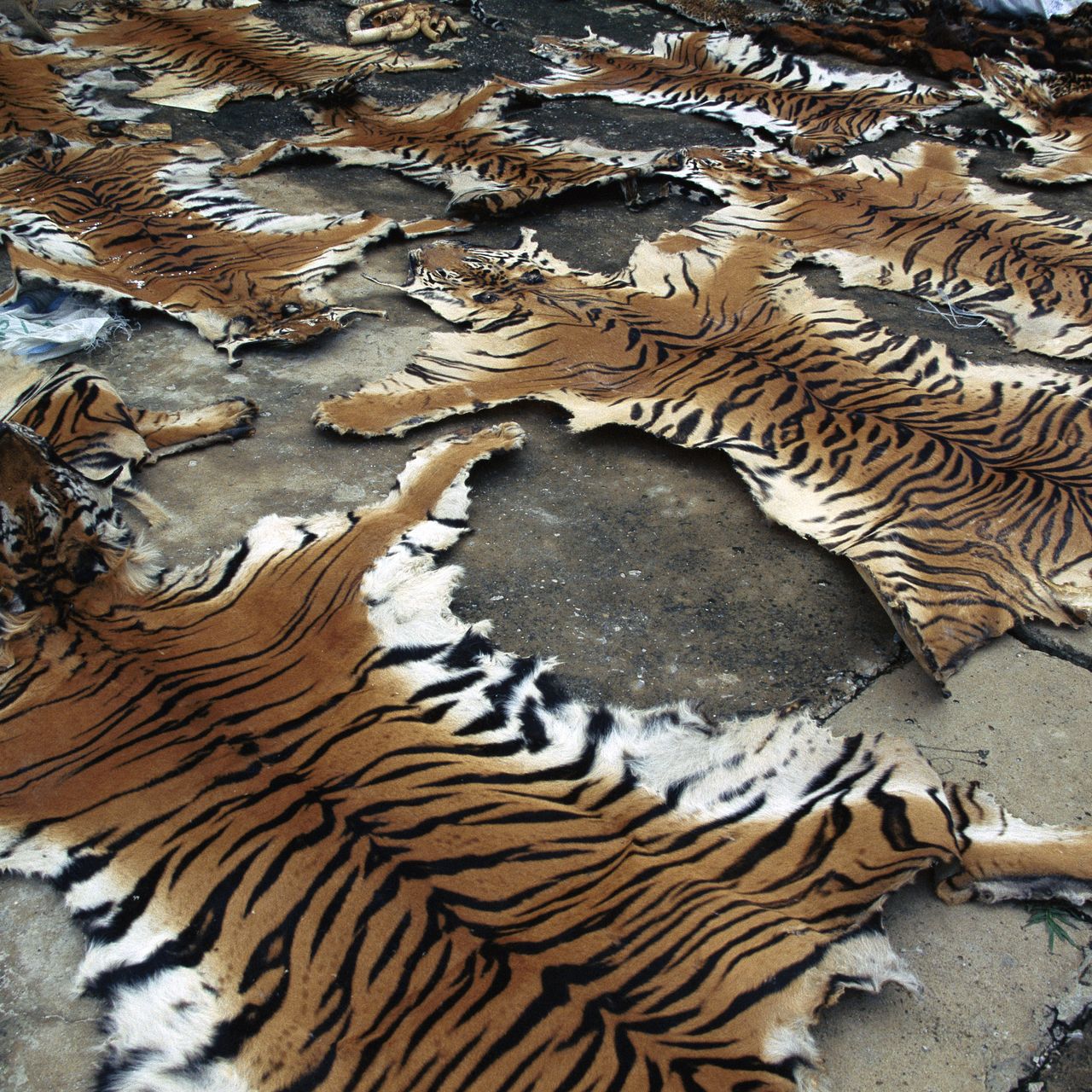 The Tiger Skin Rug Story