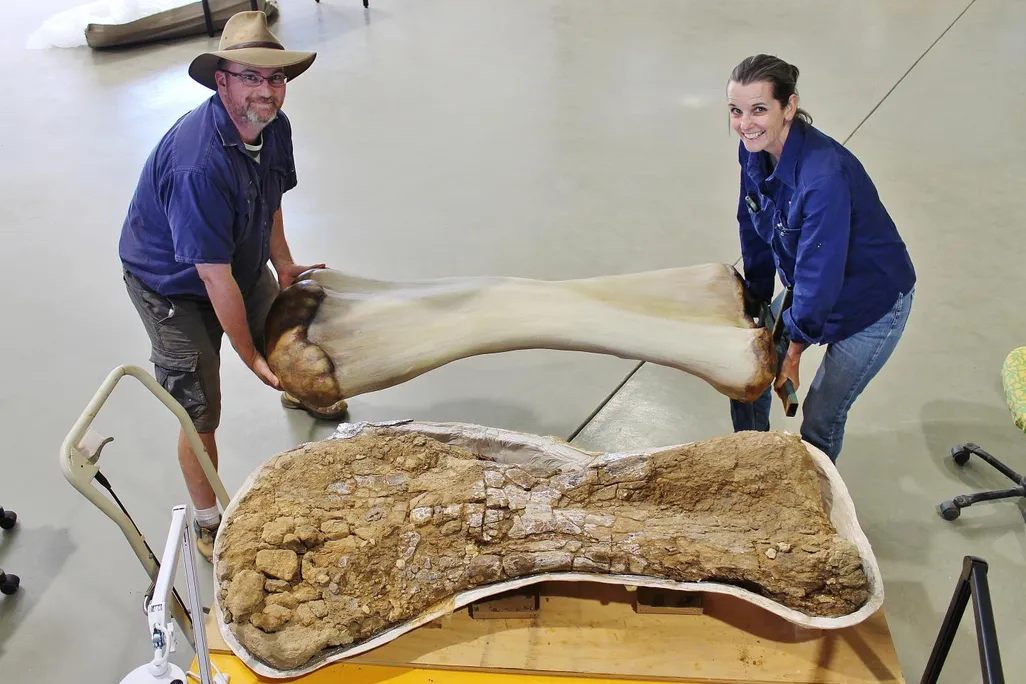 A photo of two people holding a recontruction of a colossal dinosaur humerus.The actual humerus sits nearby on a table.