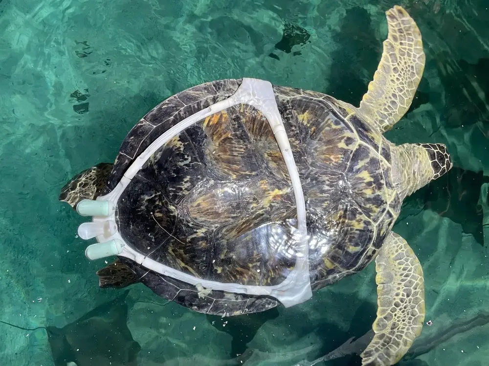 turtle with a 3D printed harness