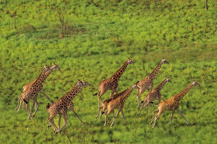 Nubian giraffes in South Sudan during an aerial survey in April 2023. The area is home to what is probably the planet’s largest land mammal migration.