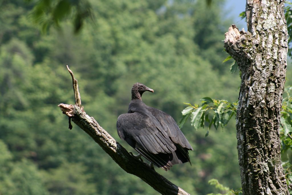 A photo of a black vulture perched on a tree branch