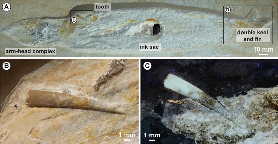 Pterosaur Tooth Found in Rare Ancient Squid Fossil