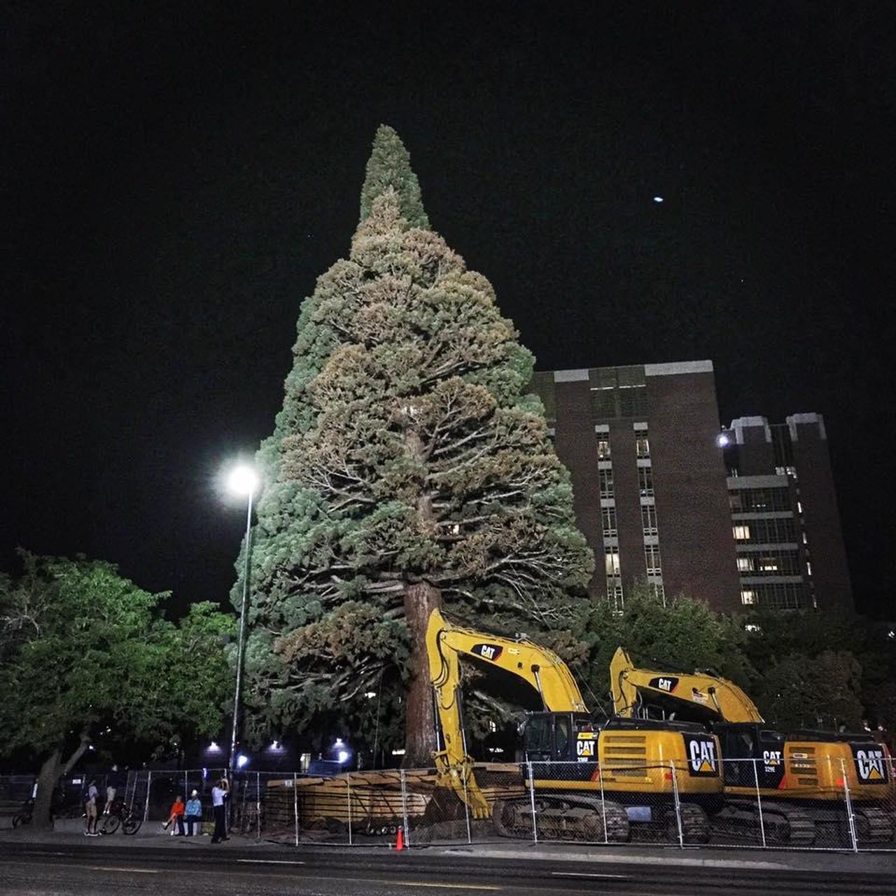 Largest Tree Ever Moved