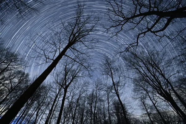Star Trails-Converging Trees thumbnail