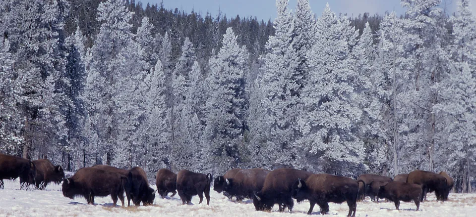  Bison in Yellowstone National Park 