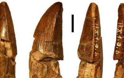 The tooth of Ostrafrikasaurus as seen from the front (A), tongue side (B), back (c) and cheek side (d)