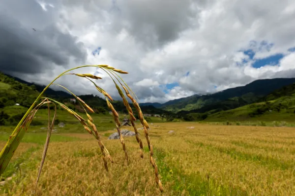 Golden Grain thumbnail