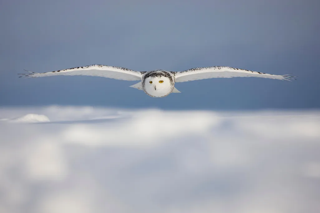 Snowy Owl