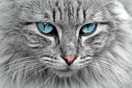 A new article suggests that cats have been underutilized in studies of genetic disease and that studying their genomes, which are structured similarly to humans', could yield new treatments.