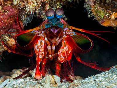 Scientists tested how the peacock mantis shrimp (Odontodactylus scyllarus)&nbsp;delivers its destructive blows without damaging its own body.