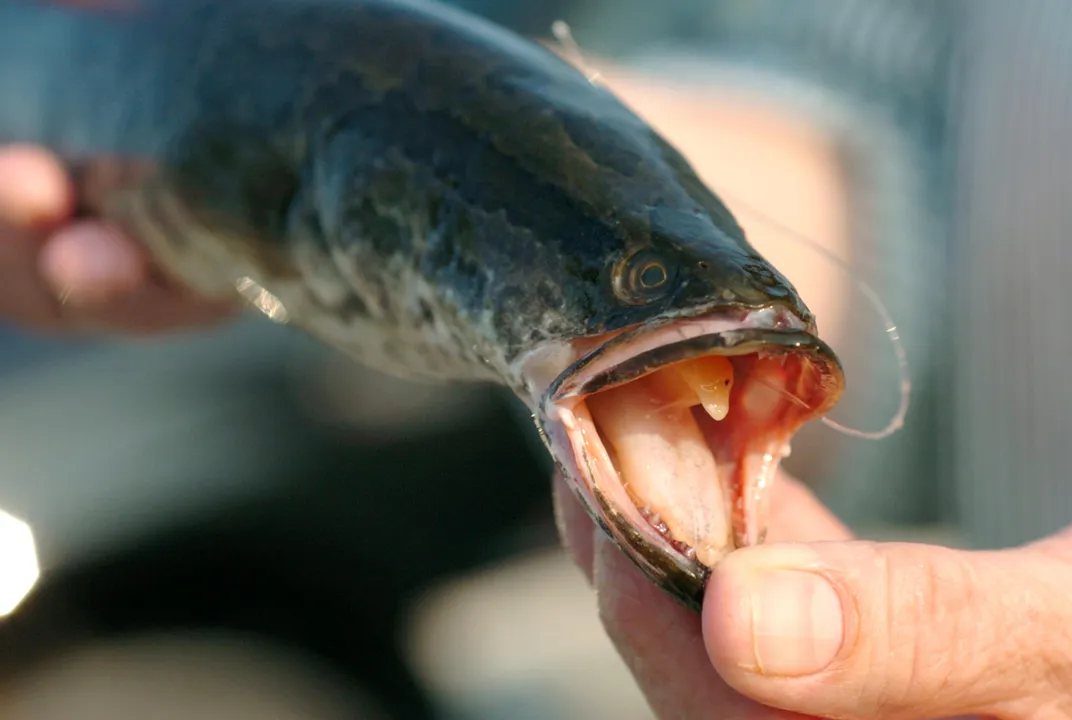 Non-native snakehead fish spotted for the first time along