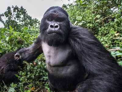 Wildlife photographer Christophe Courteau, 46, was taking snaps of a group of silverback gorillas in the forest of Volcanoes National Park in Rwanda when the alpha male of the family began to charge at him.