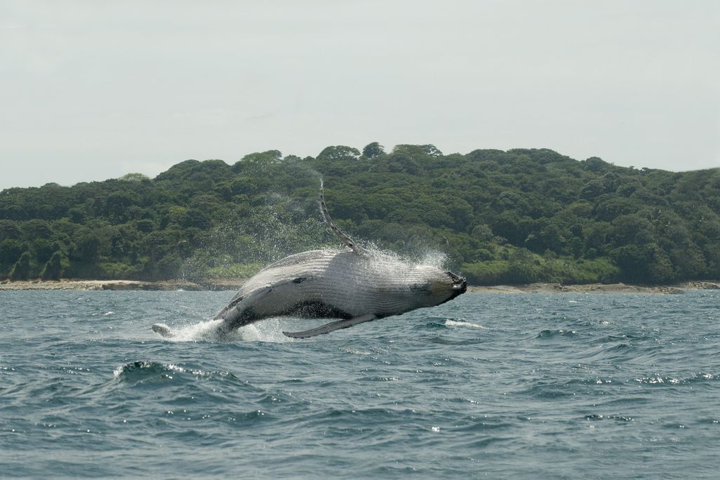 Humpback Whale Leaps from Water, Panama
