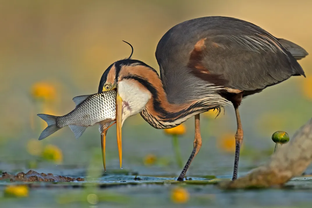 A heron stands in the water, beak partially open, with about three-quarters of a fish sticking out of its mouth