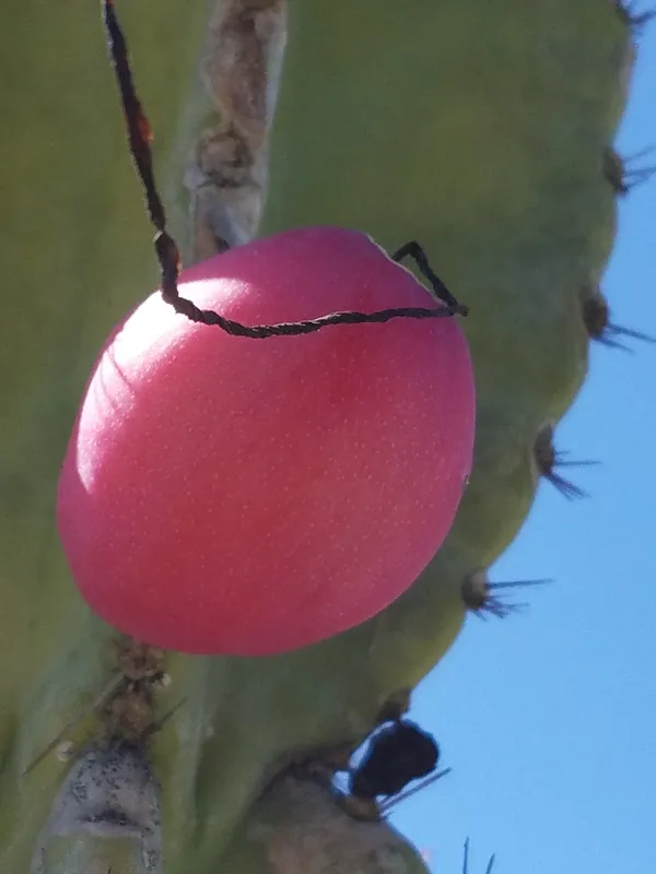 fruit growing on cactus tree thumbnail