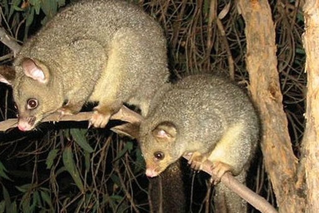 Brushtailed possums, shown here in their native Australia, are among the most destructive pests in New Zealand.
