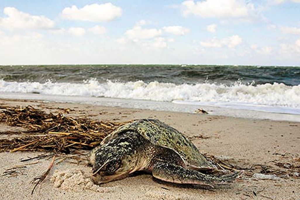 Sea turtles in Cape Cod