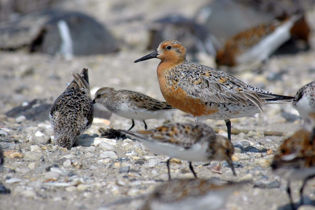 North America Has Lost Nearly 3 Billion Birds Since 1970