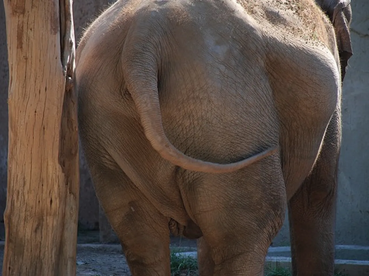 elephant butts chewing tobacco To Measure Elephant Obesity, One Researcher Assesses Pachydermal Butts