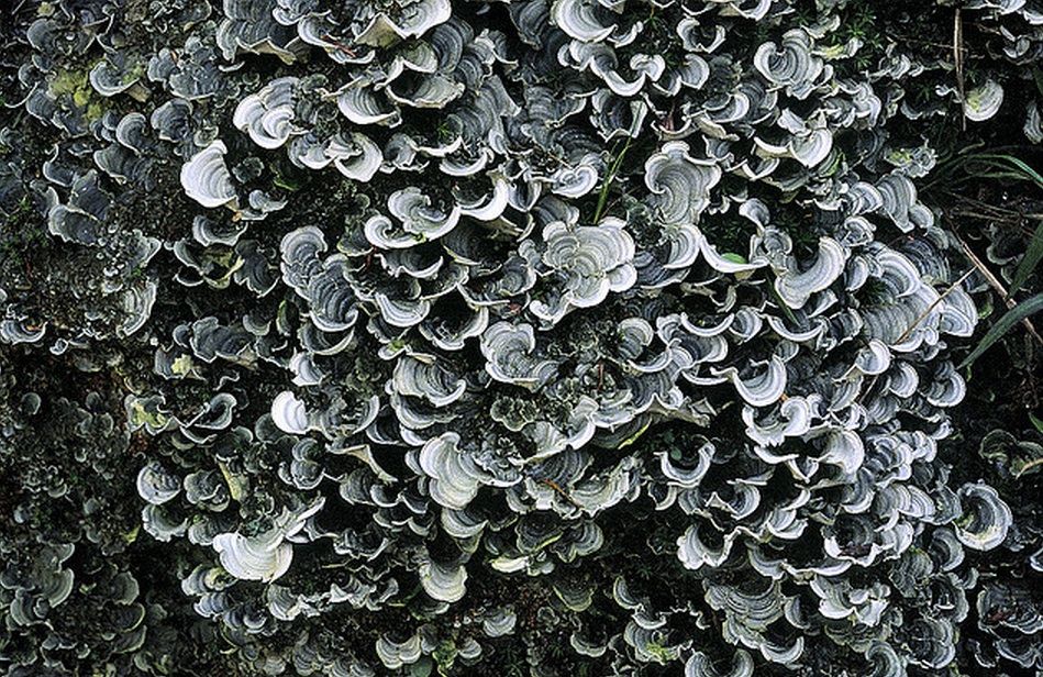 lichen