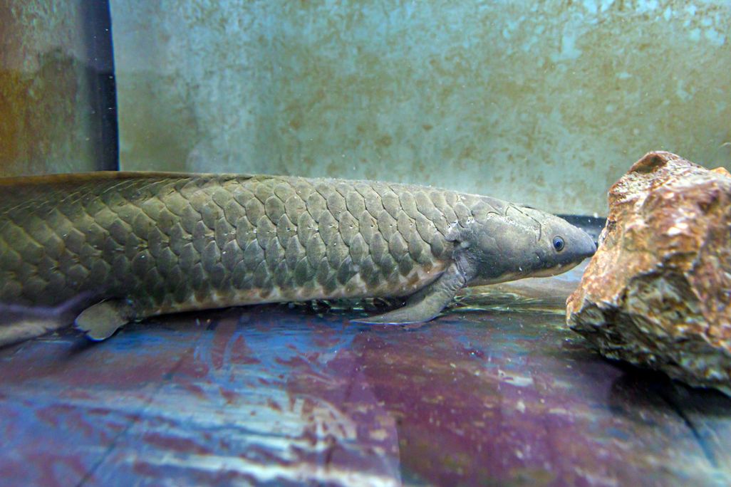 Australian Lungfish