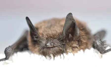 The little brown bat infected with white-nose syndrome found in the state of Washington 