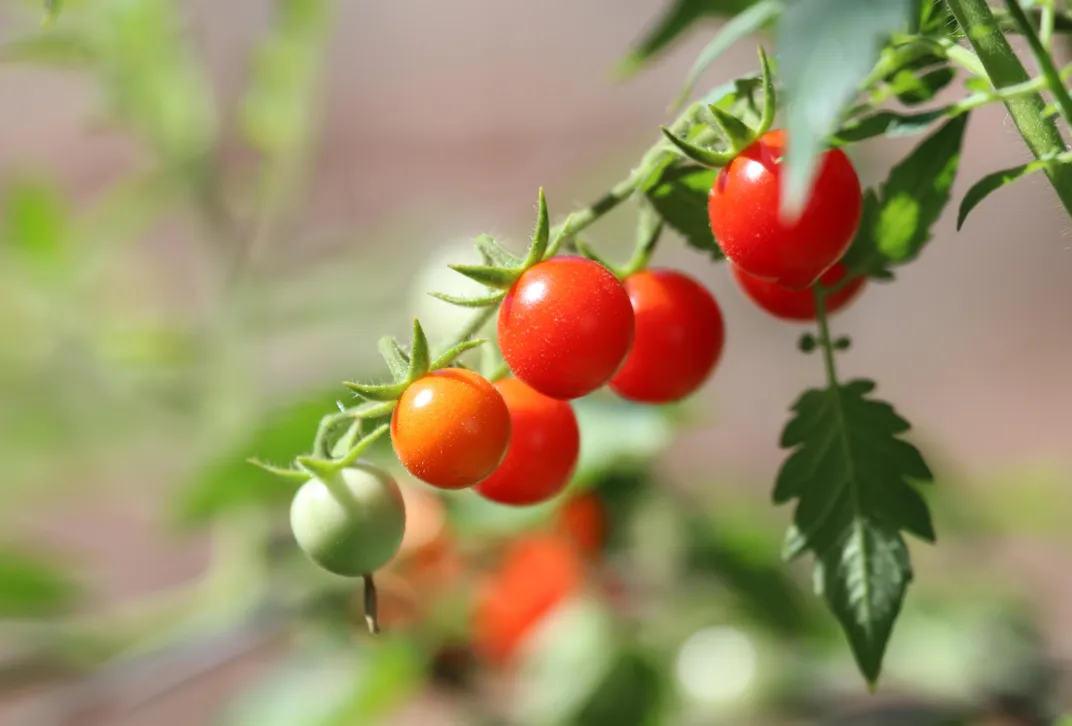 The Quest to Return Tomatoes to Their Full-Flavored Glory