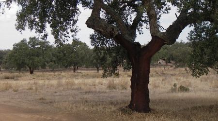 Cork oaks recently harvested of their bark are a common sight in the southern Iberian Peninsula. These middle-aged trees are growing in the Spanish province of Extremadura.