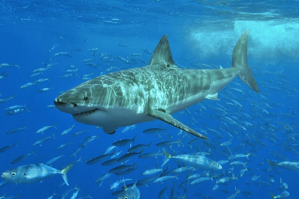 A photo of a Great White Shark underwater surrounded by a school of fish