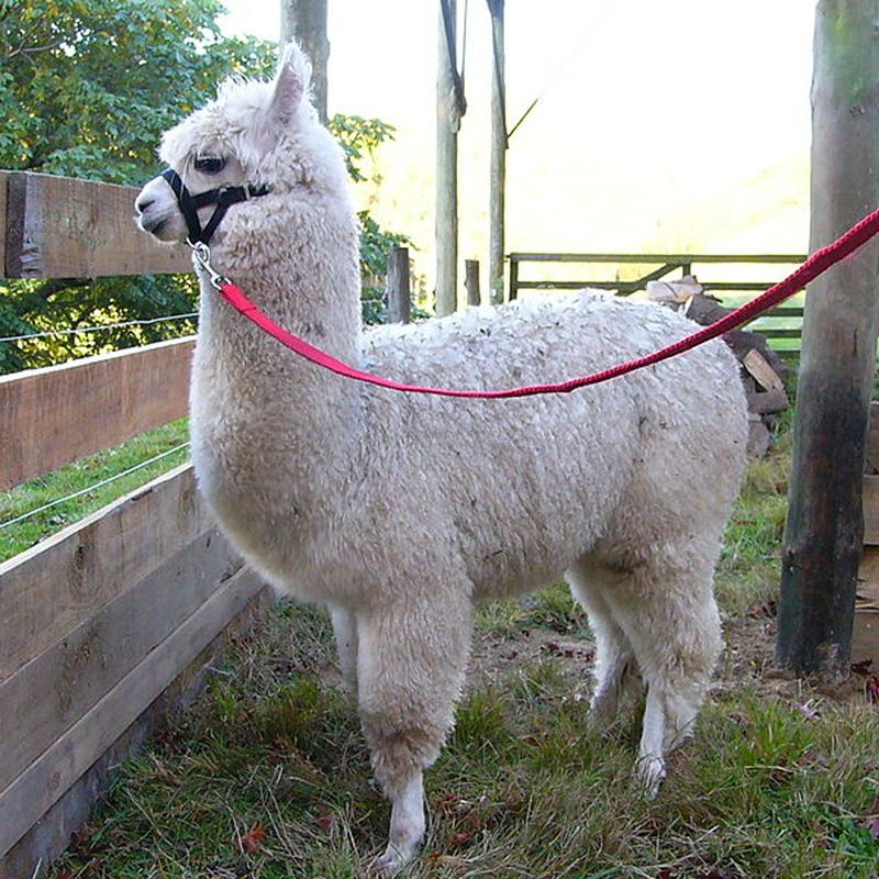 Americans Are Serving Alpaca for Dinner, Smart News
