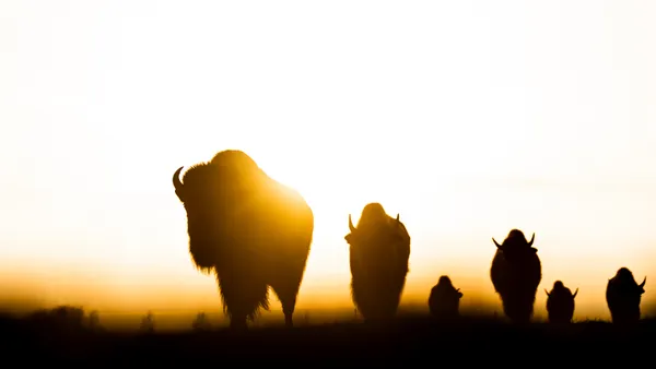 Bisons bathed in warm, golden light thumbnail