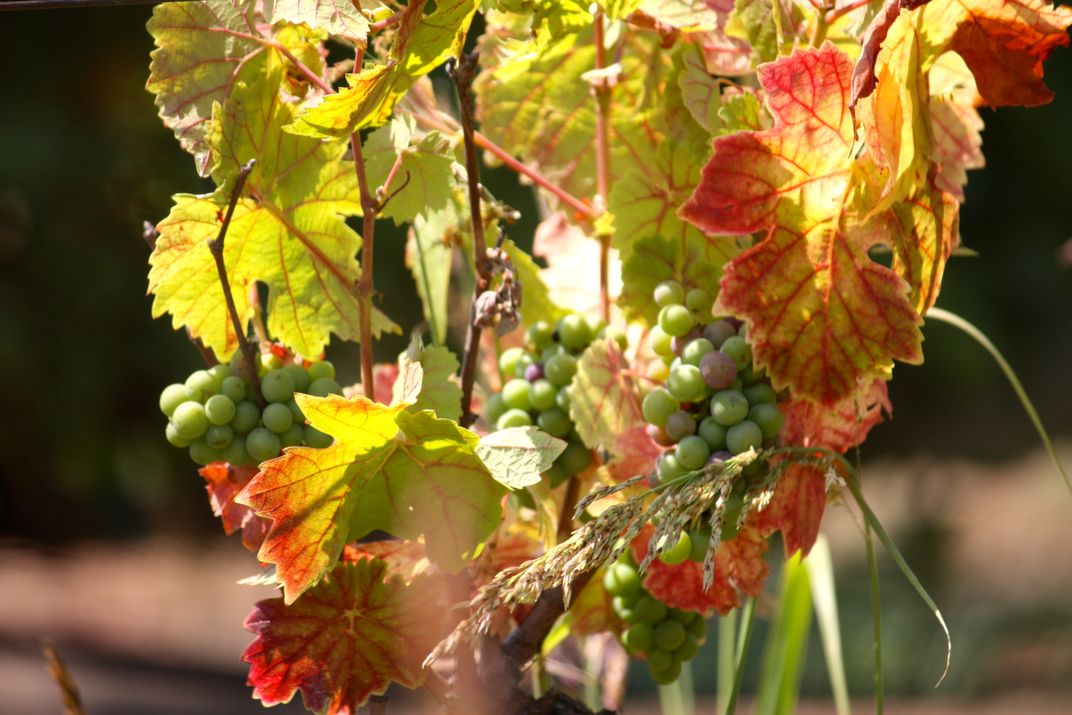 October walk down Toad Hollow winery's Grape orchard before the crush ...