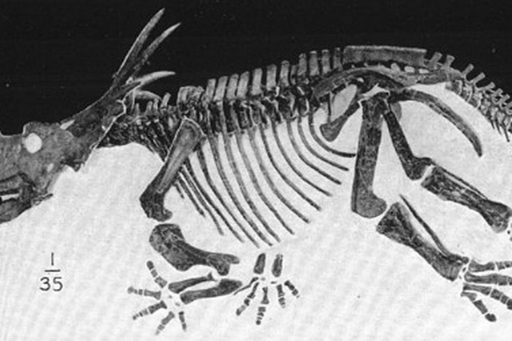 Styracosaurus