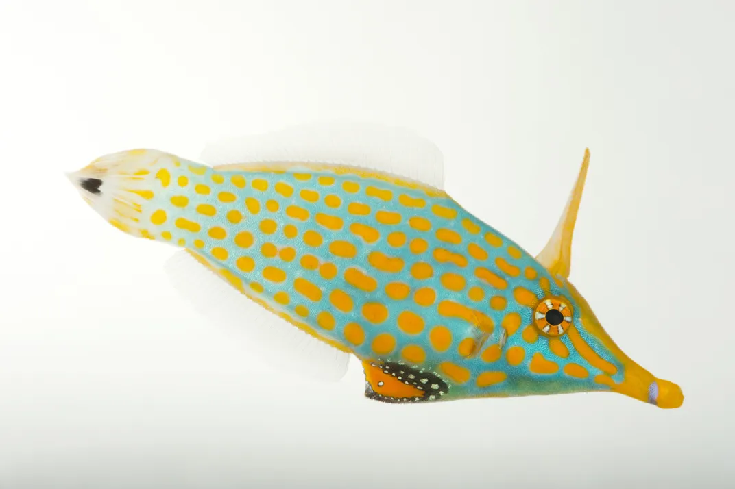an orange and blue fish swimming to the right