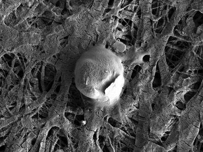 Electron microscope image of a microbial cell (and attached sediment particle) found in the water of Lake Whillans. 