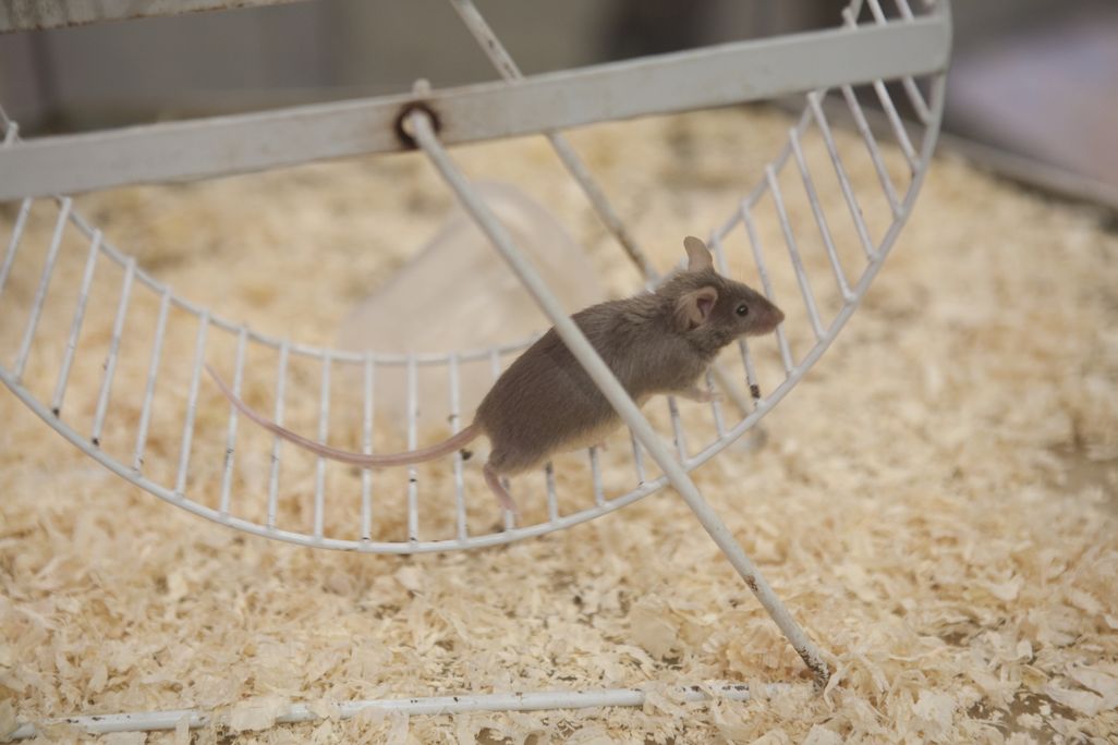 A mouse runs on a wheel