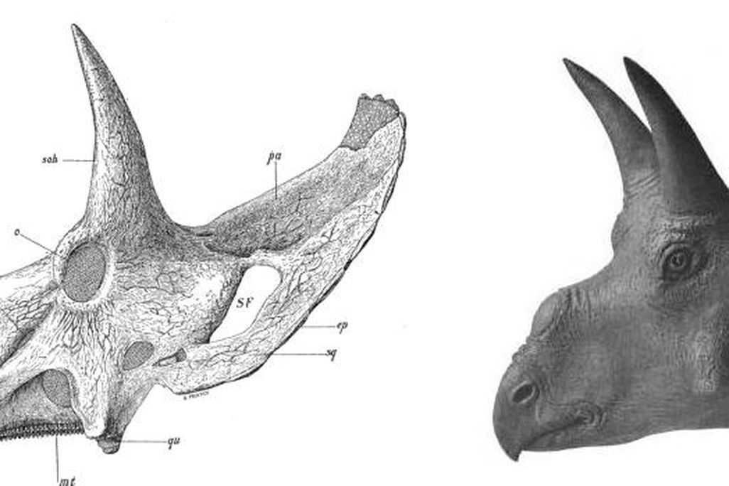 20110520083310nedoceratops-skull-restoration.jpg