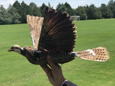 A drone made from a taxidermy bird.