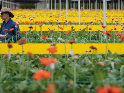 Gerbera daisies
