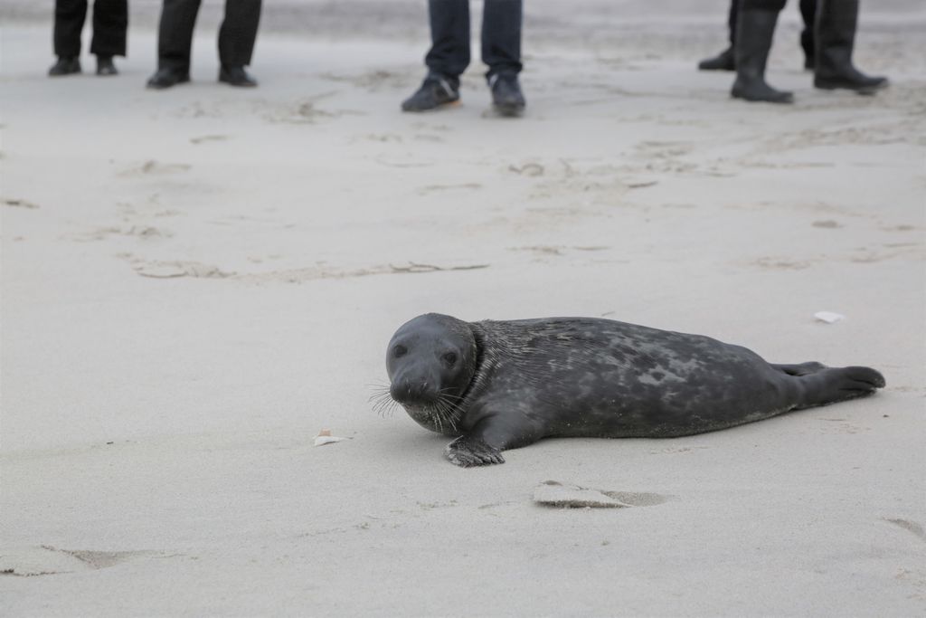 A seal on the sand