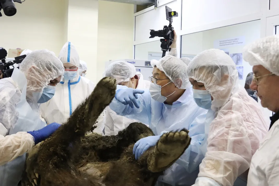 Researchers in masks surrounding carcass of bear