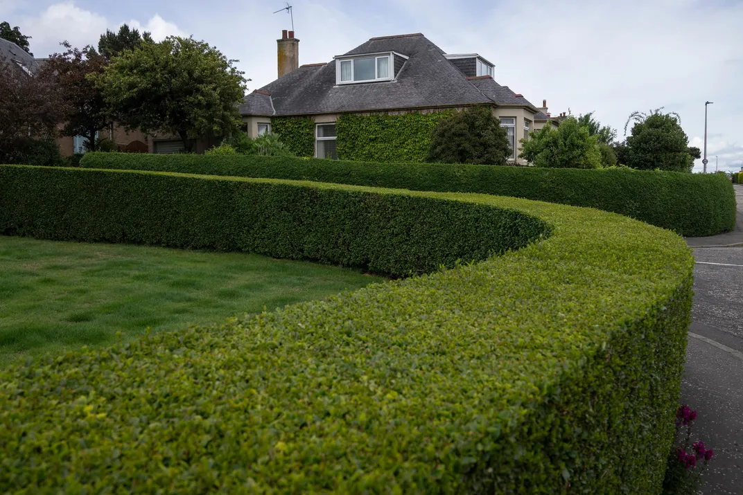 House and hedges