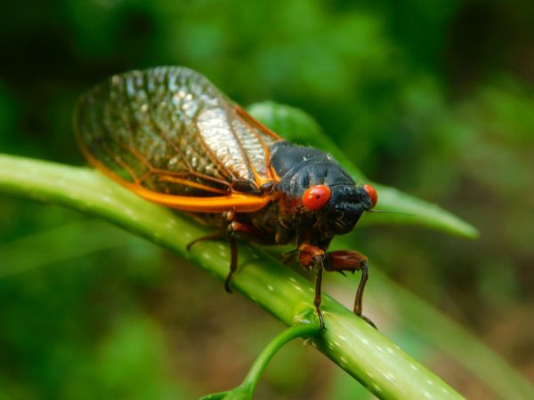 Cicada after a 17 year nap thumbnail