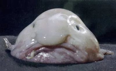 pink-looking blobfish with black eyes droops on a table