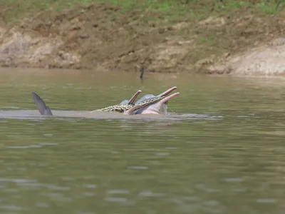 The behavior has not previously been seen, and it was the first time an interaction between a Bolivian river dolphin and a Beni anaconda has ever been recorded.