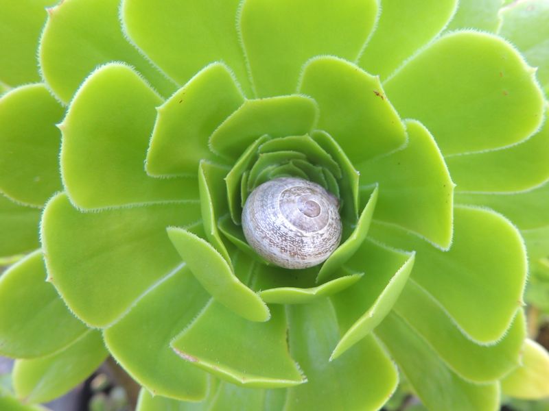 Snail in a Succulent Smithsonian Photo Contest Smithsonian Magazine