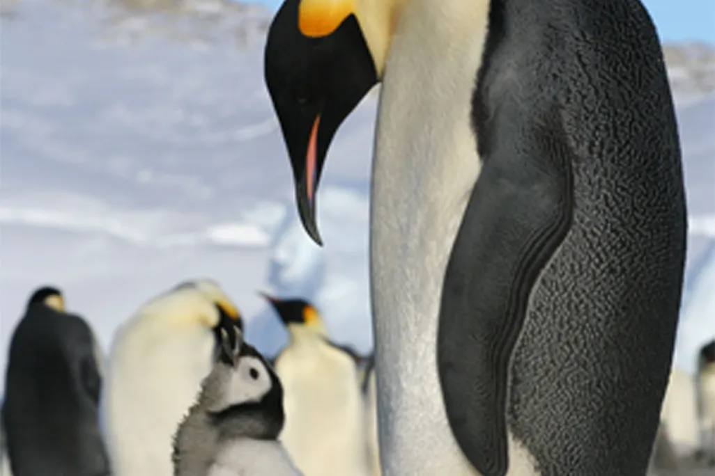 20110520104029penguins.jpg