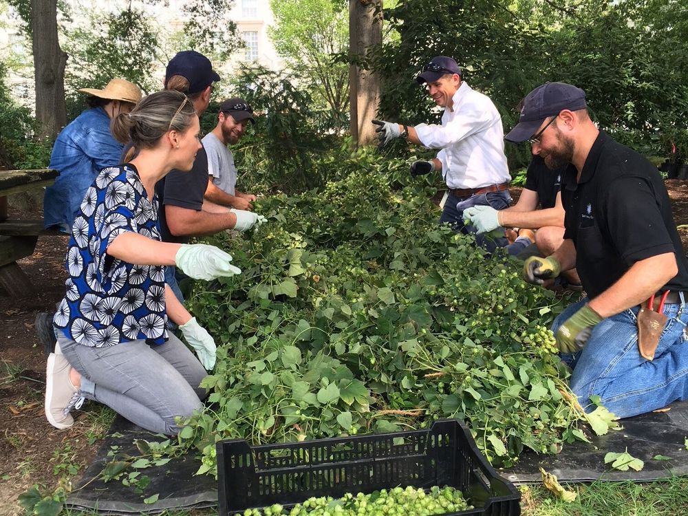 people around a table of hops