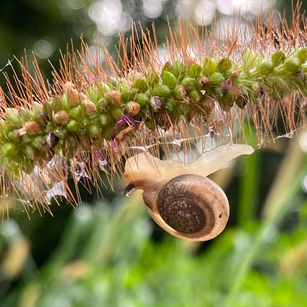 A snail on a seed pod thumbnail